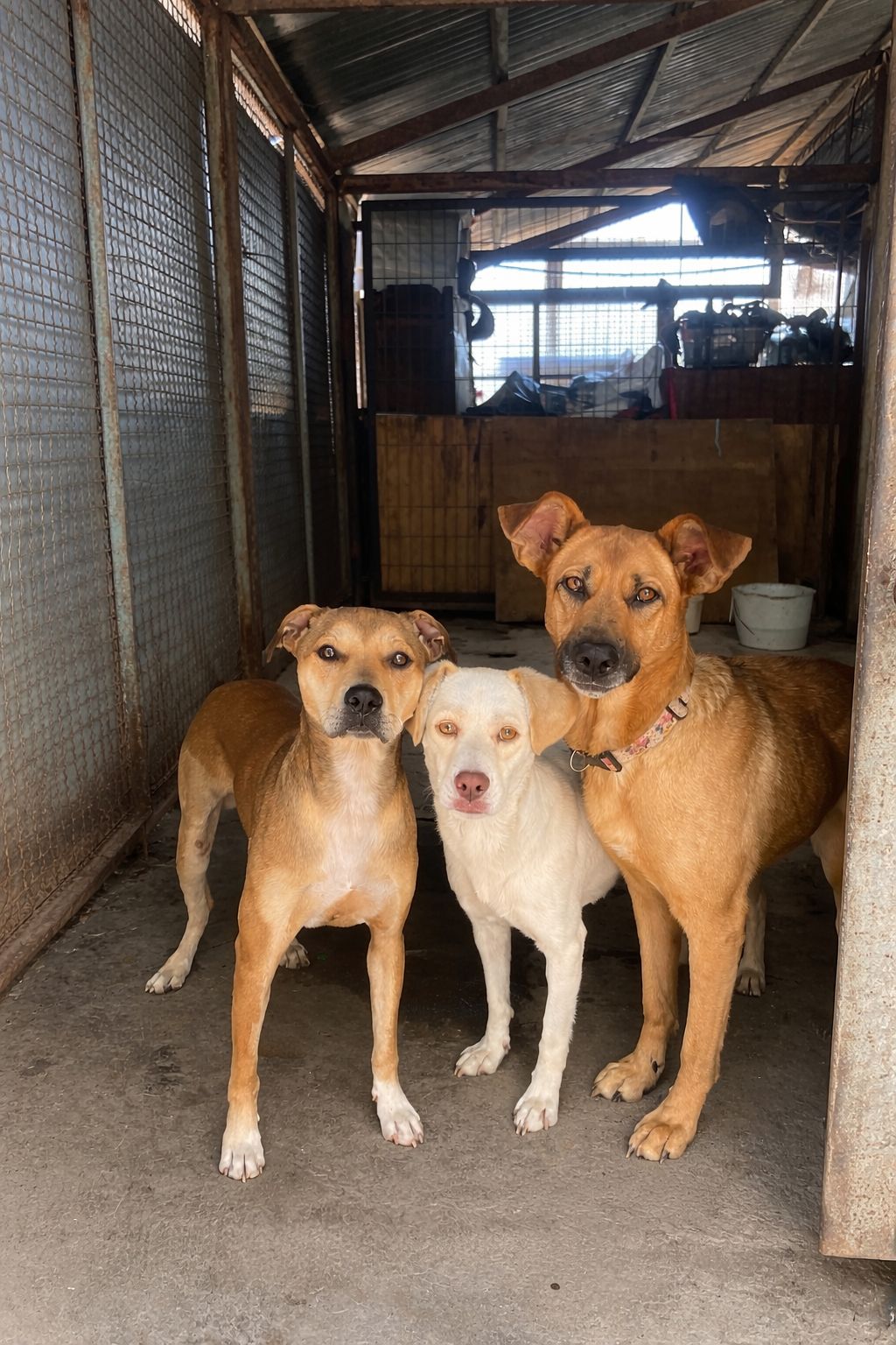 Sol, Dumba y Maxi - AEDA